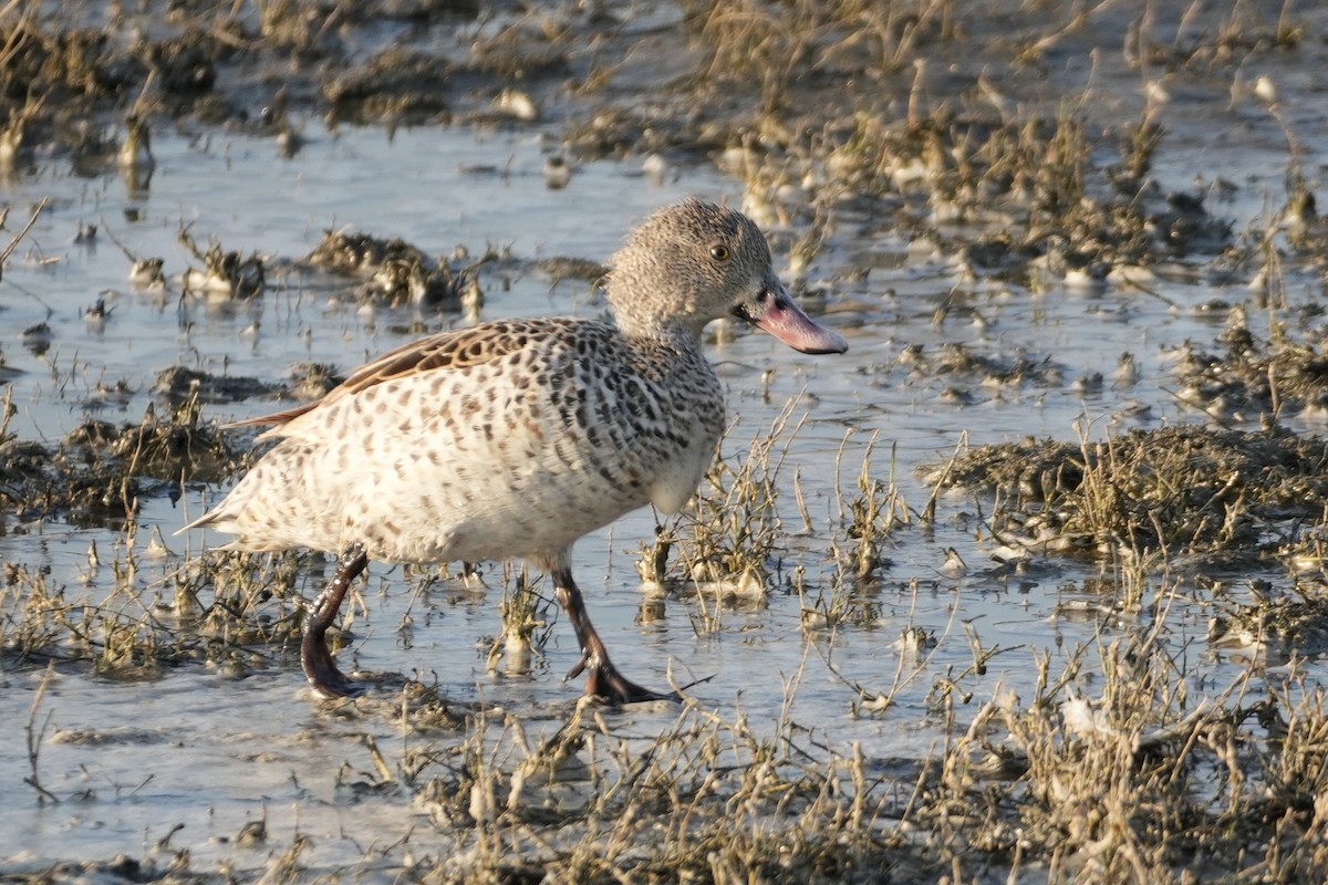 アカハシコガモ - ML643919349