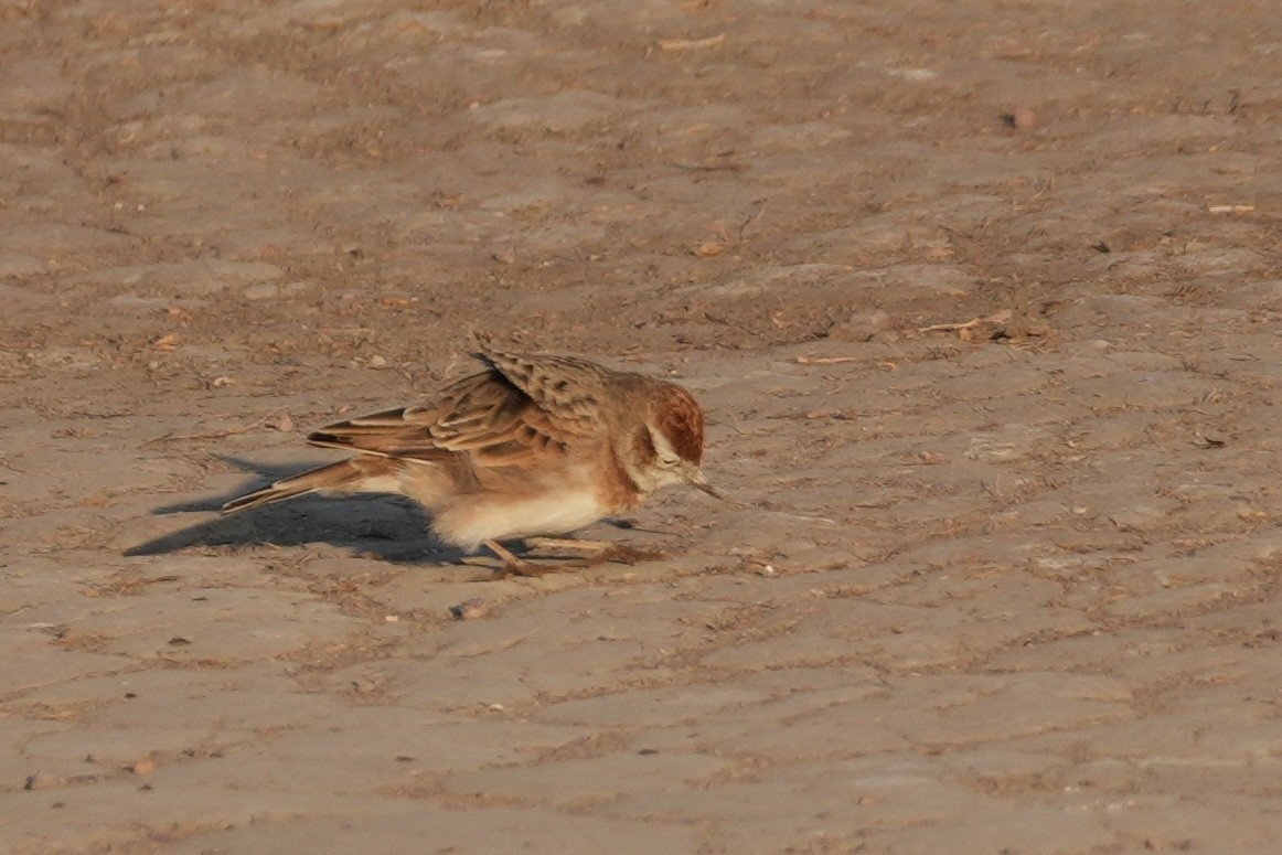 アフリカヒメコウテンシ - ML643919357