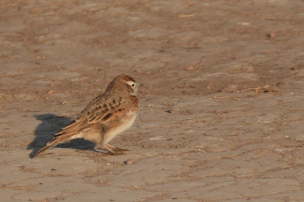 アフリカヒメコウテンシ - ML643919358