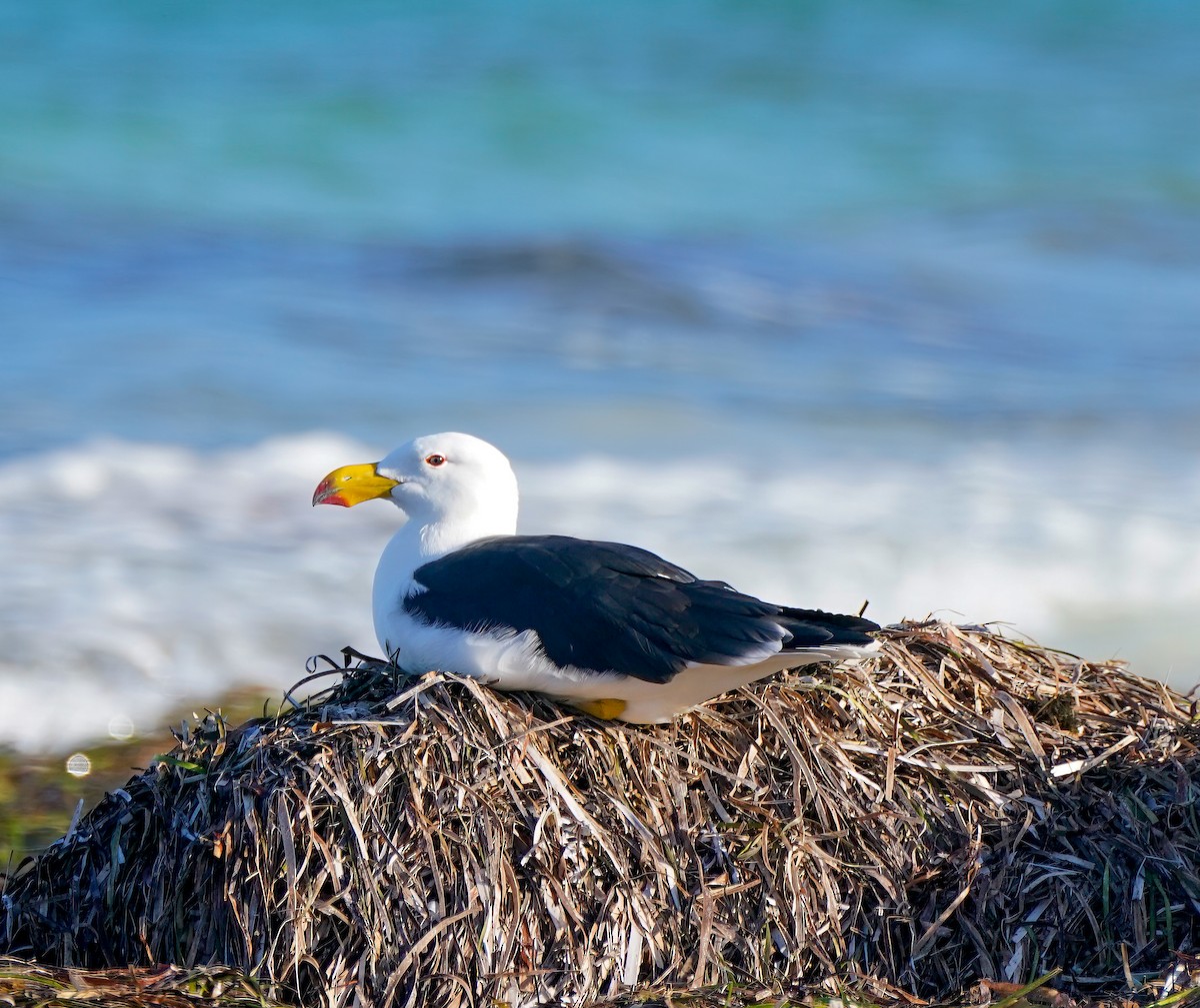 racek velkozobý - ML643919362