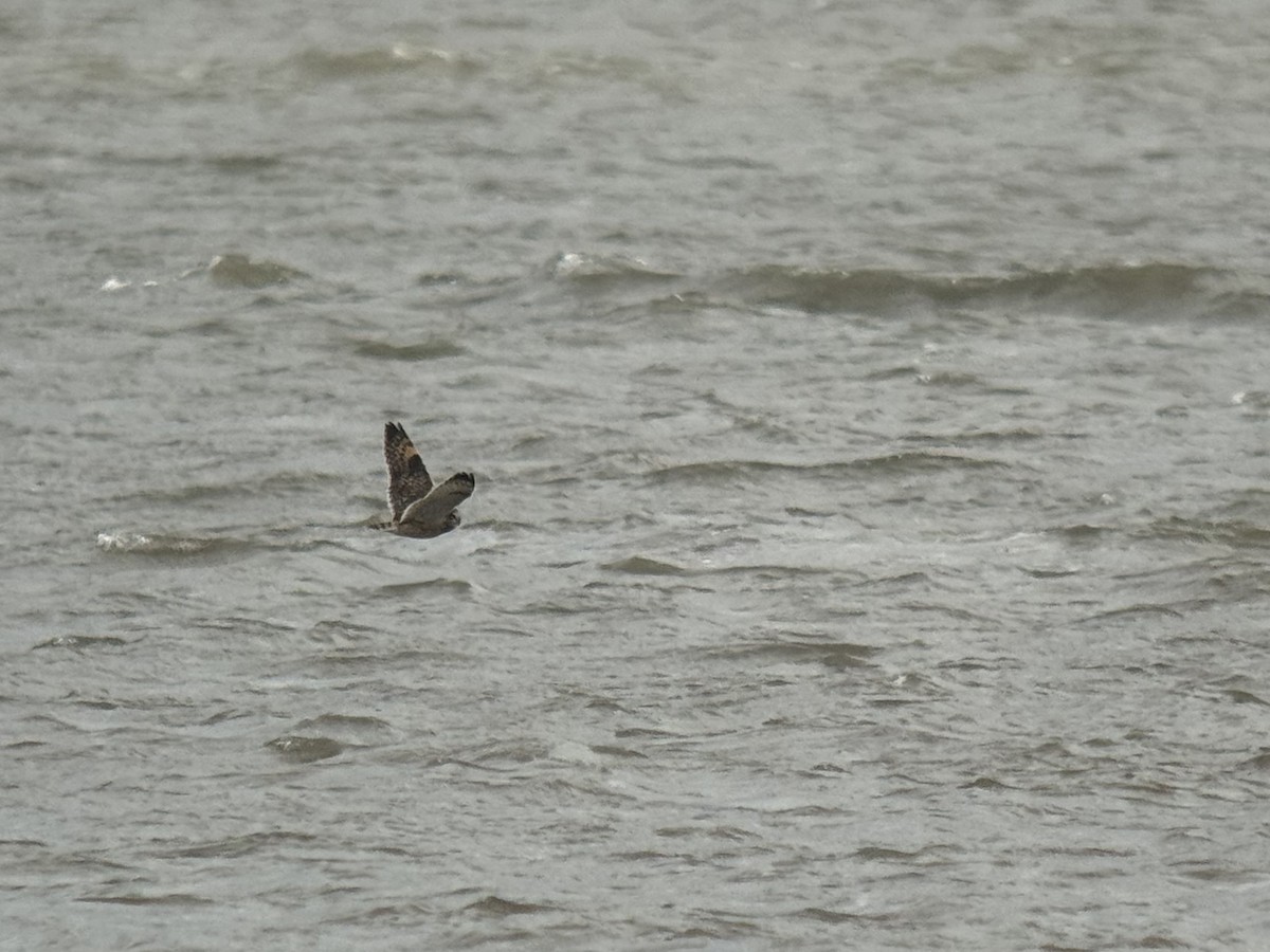 Short-eared Owl - ML643919367