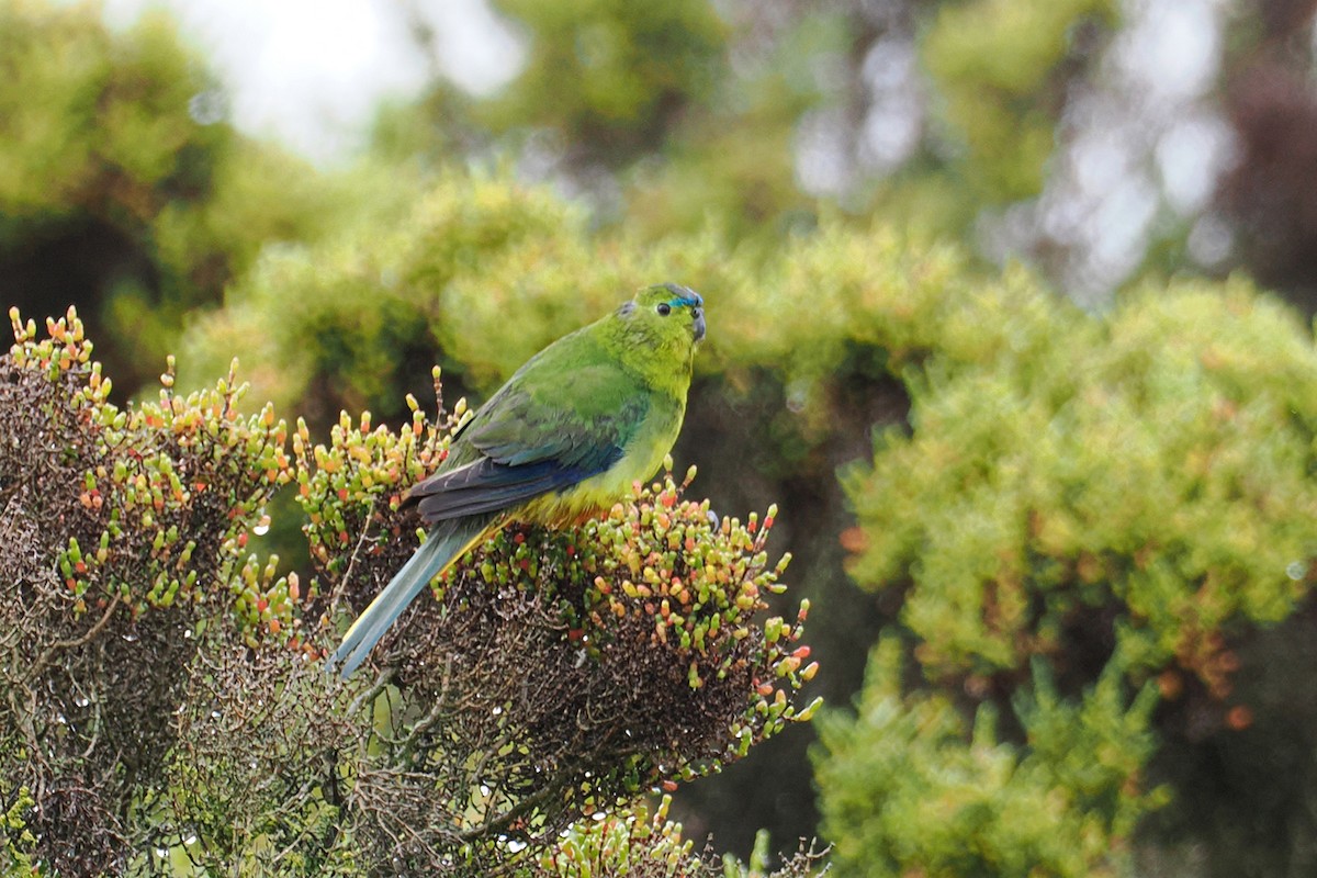 Orange-bellied Parrot - ML643919375