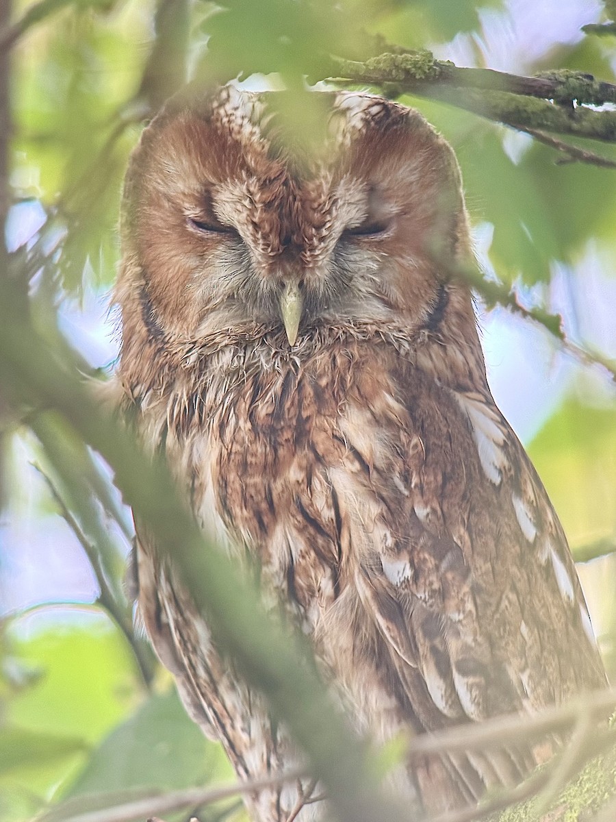 モリフクロウ - ML643919380