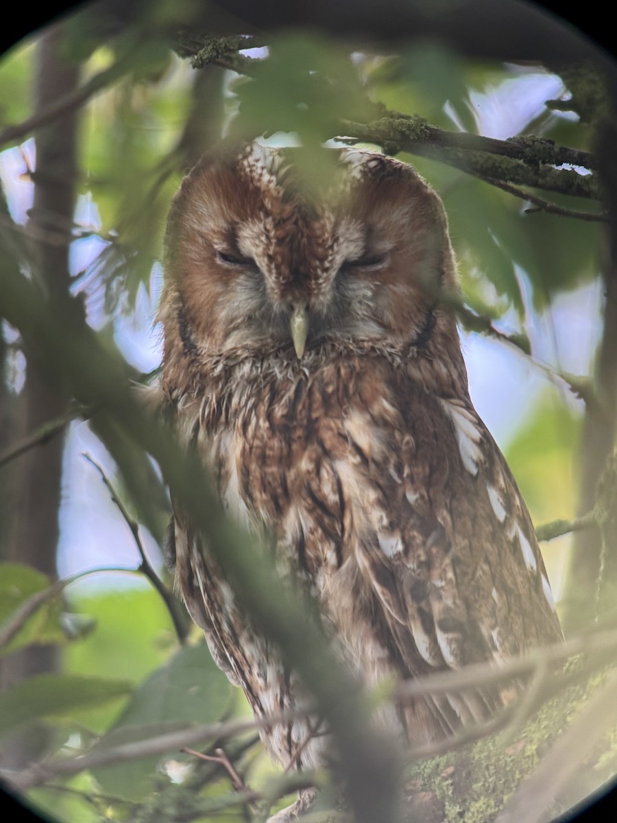 モリフクロウ - ML643919381