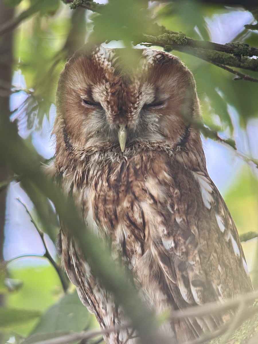 モリフクロウ - ML643919382