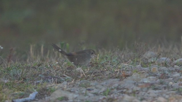 Eastern Bristlebird - ML643919420