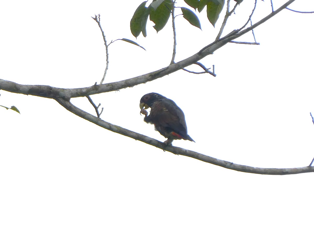 Bronze-winged Parrot - ML643919436
