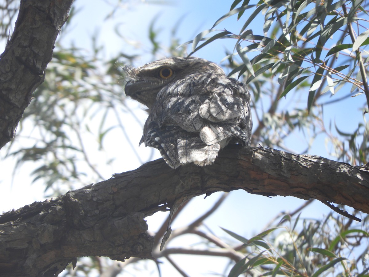 Tawny Frogmouth - ML643919453