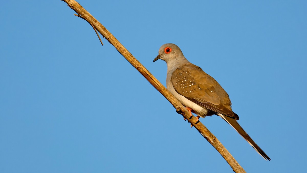 holoubek diamantový - ML643919481