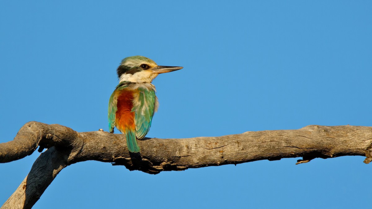 Red-backed Kingfisher - ML643919487
