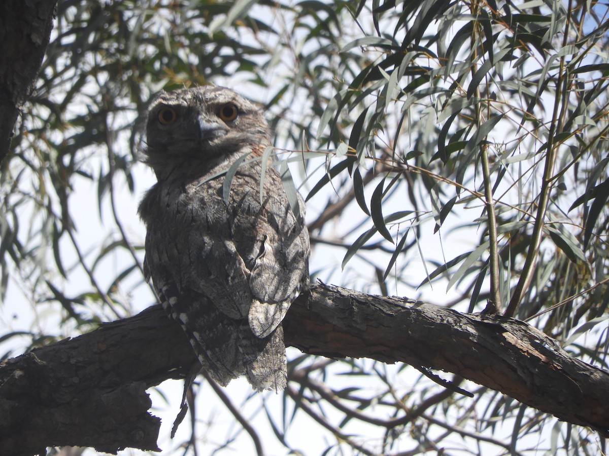 Tawny Frogmouth - ML643919489
