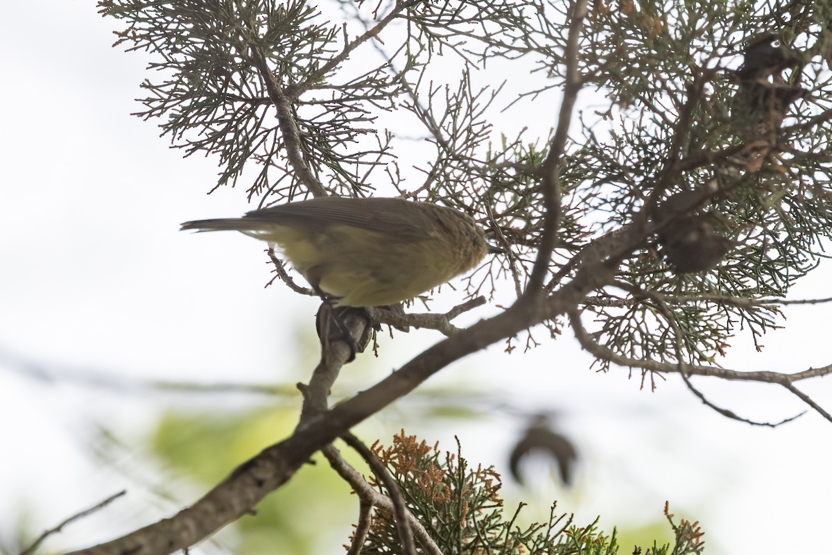 Yellow Thornbill - ML643919494