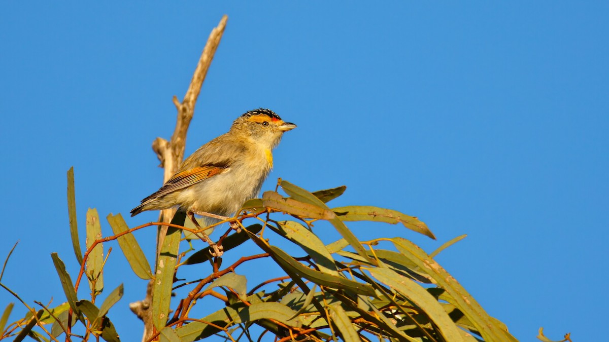 Red-browed Pardalote - ML643919495