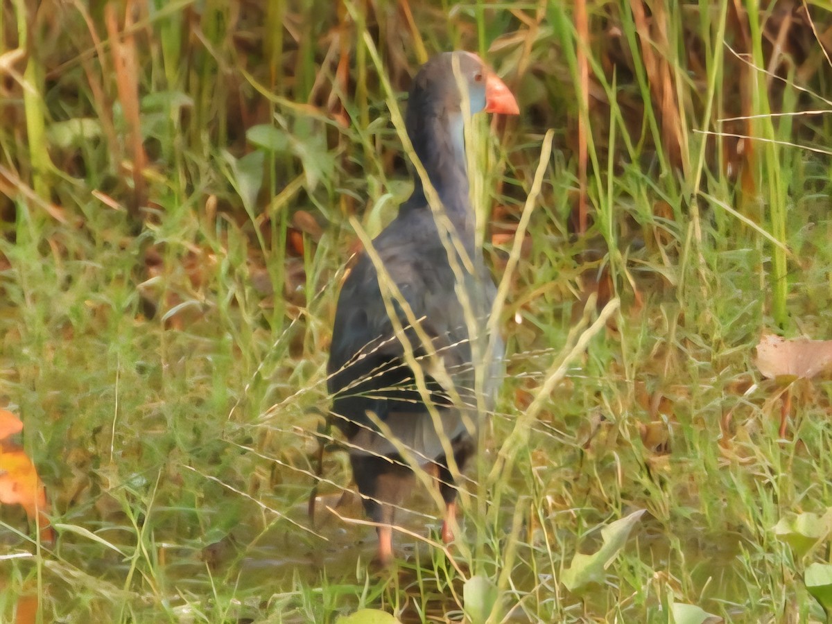 Uroilo urdin burugrisa - ML643919507