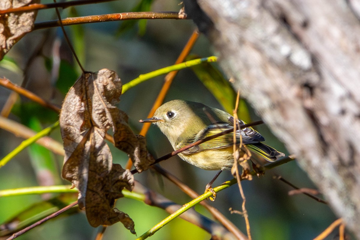 Ruby-crowned Kinglet - ML643919546