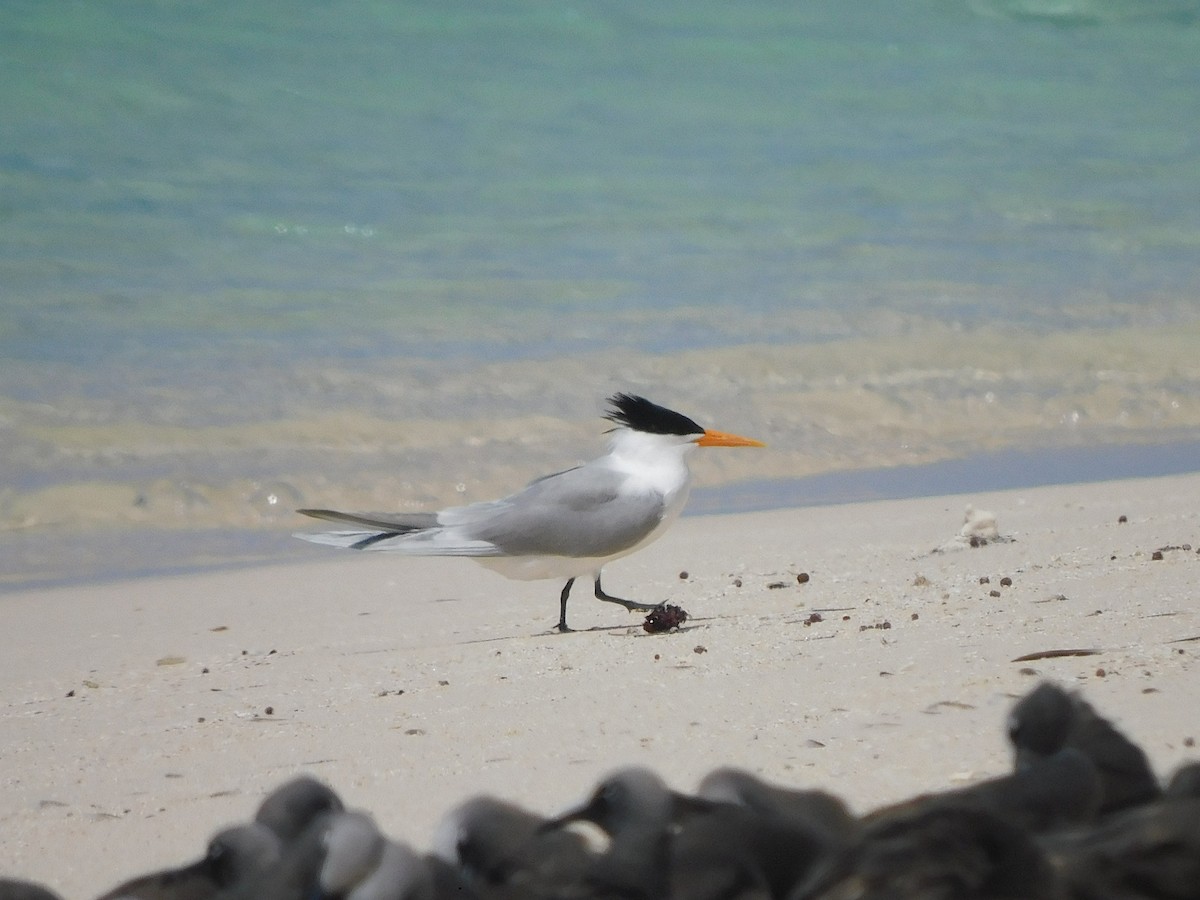 Lesser Crested Tern - ML643919598