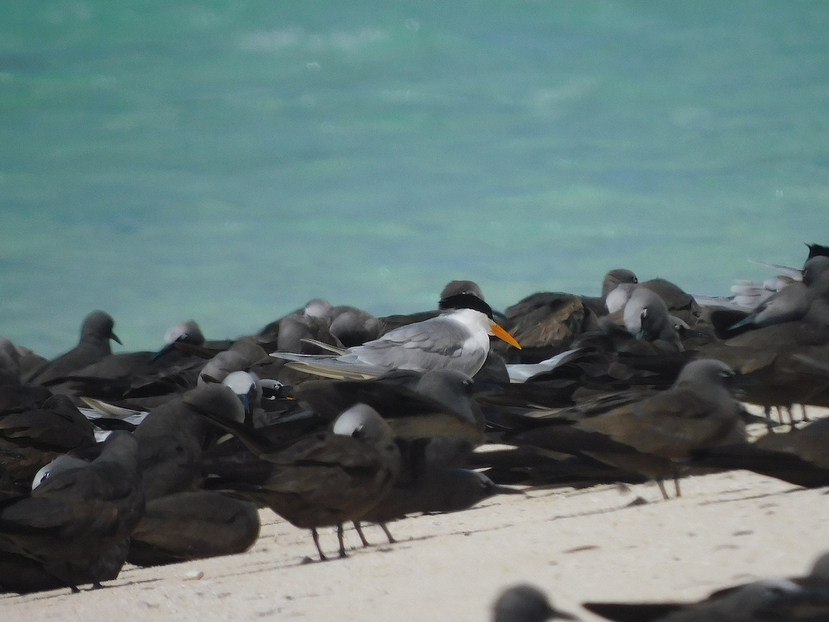 Lesser Crested Tern - ML643919599