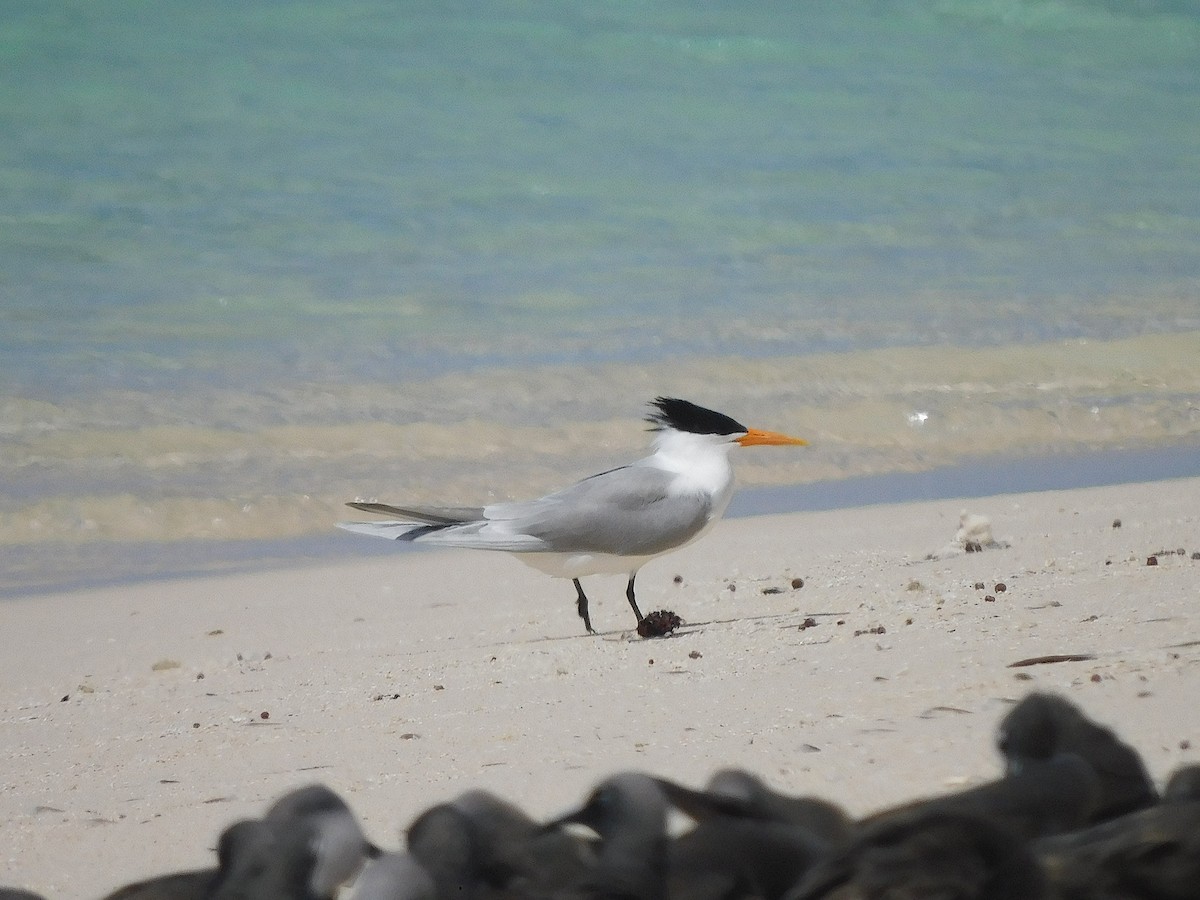 Lesser Crested Tern - ML643919609