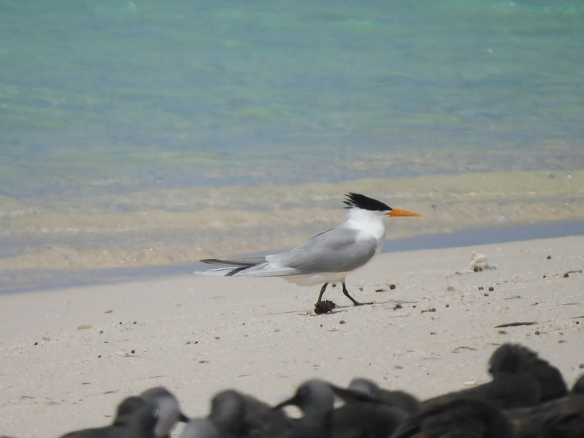 Lesser Crested Tern - ML643919610