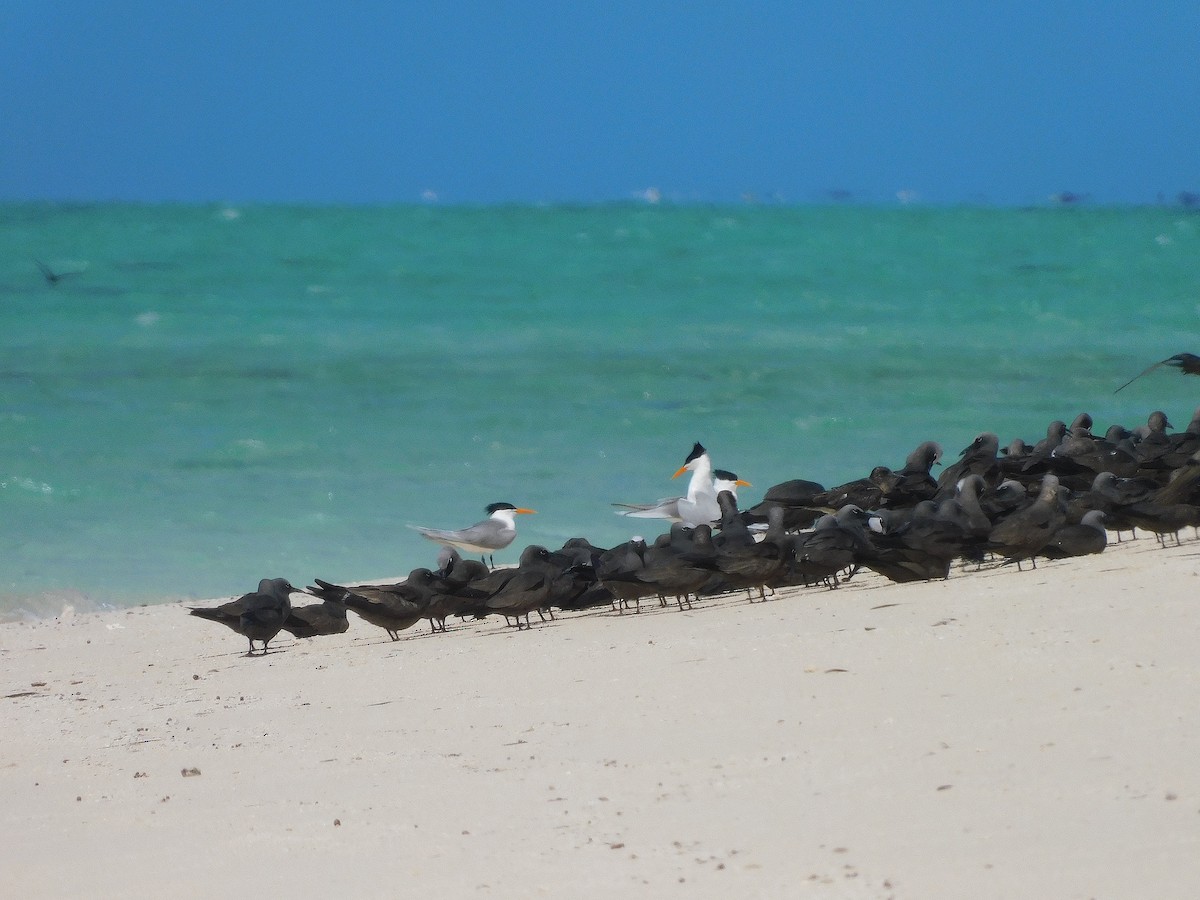 Lesser Crested Tern - ML643919630