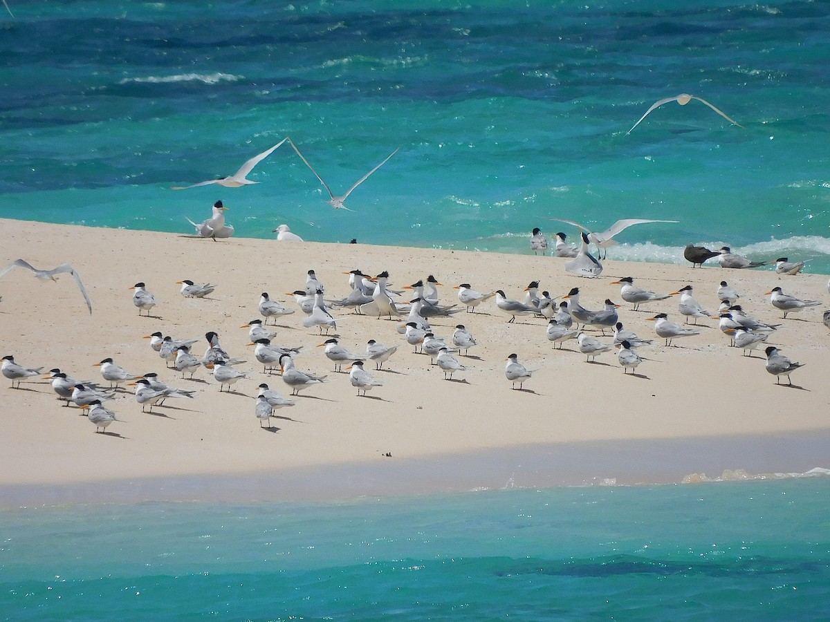Lesser Crested Tern - ML643919631