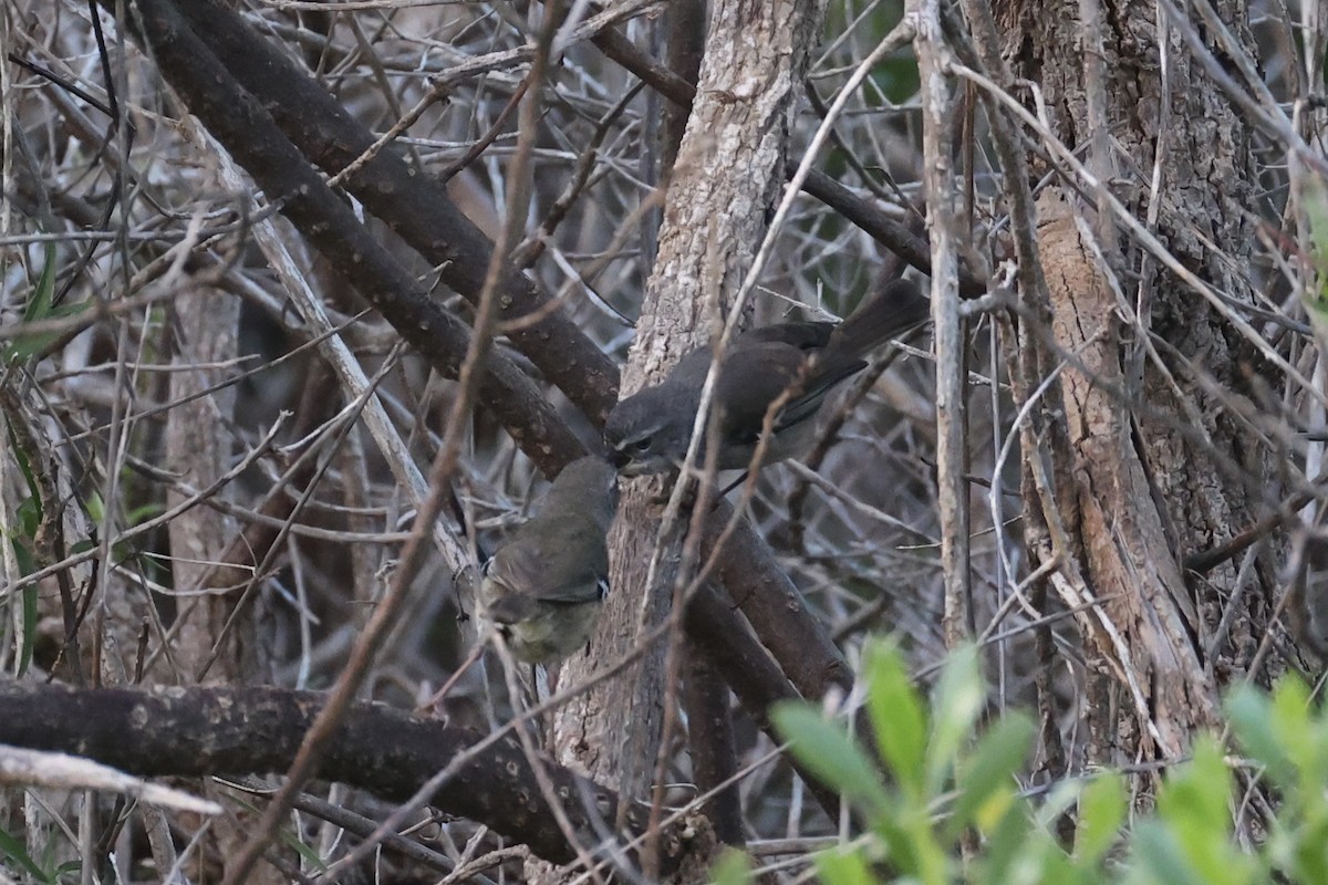 Spotted Scrubwren - ML643919655