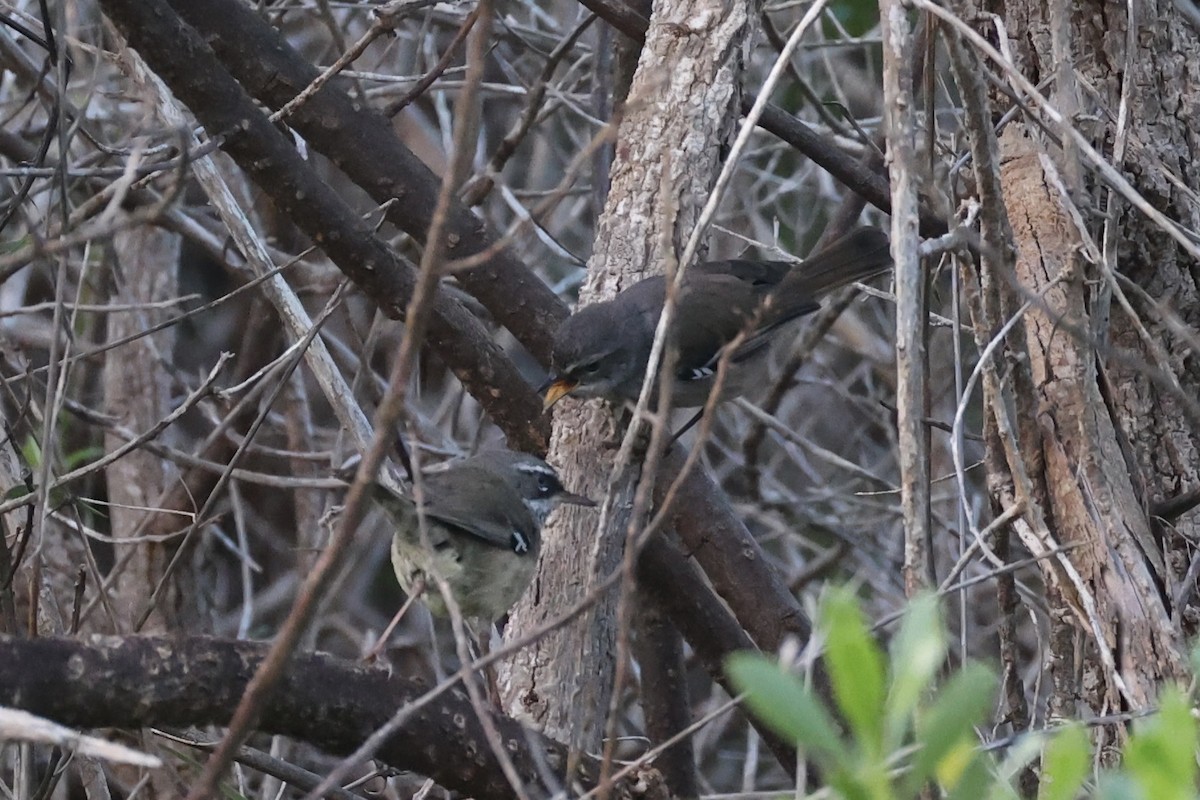 Spotted Scrubwren - ML643919656