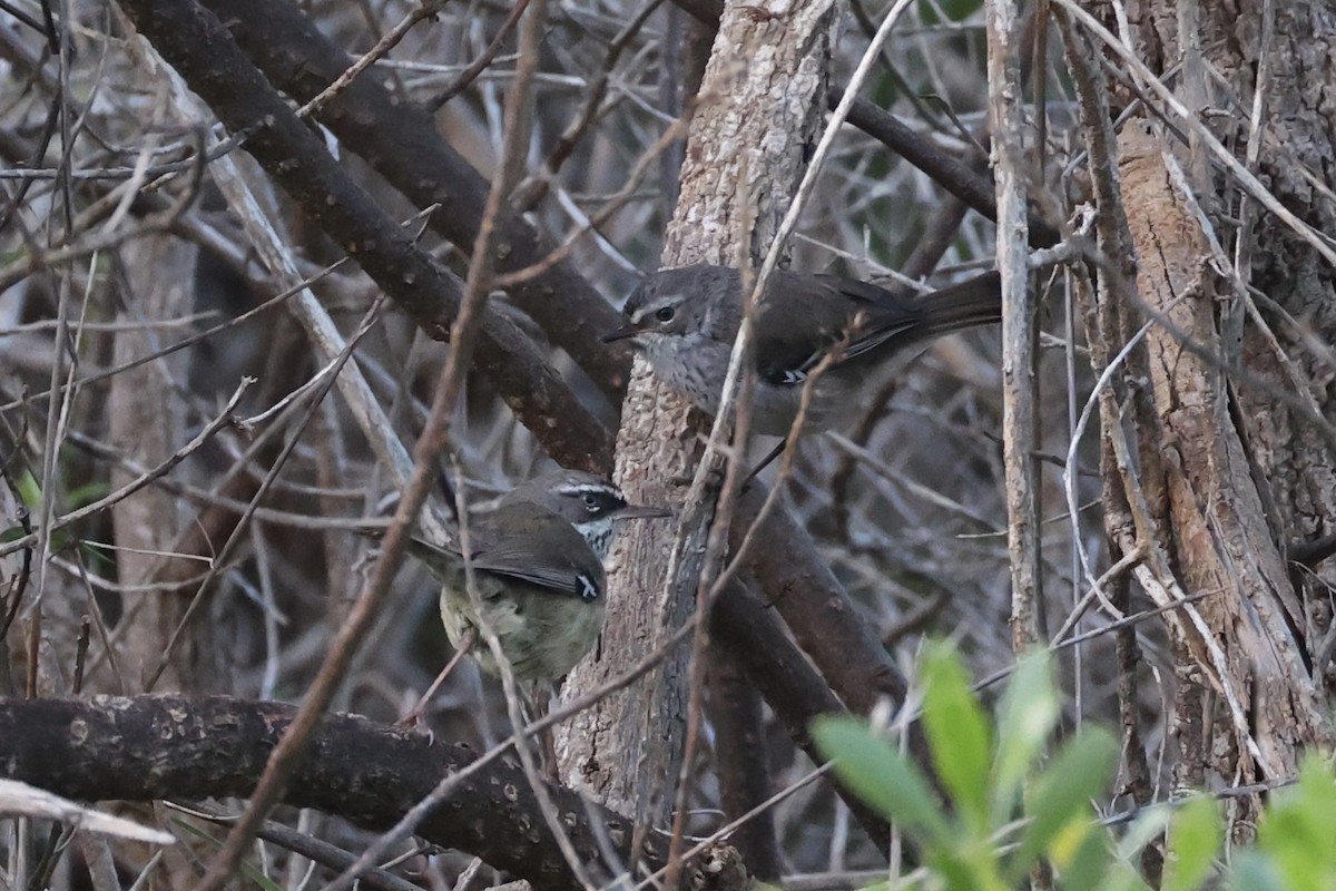Spotted Scrubwren - ML643919657