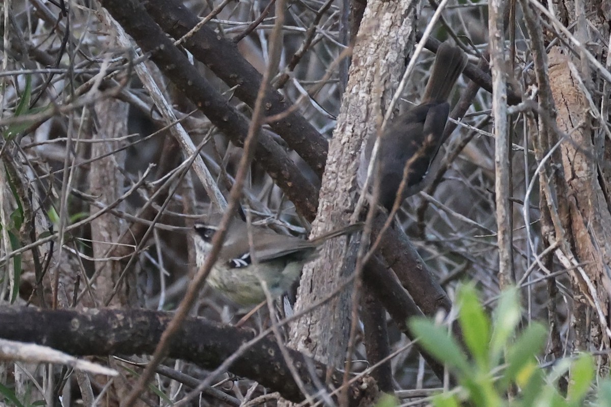 Spotted Scrubwren - ML643919658