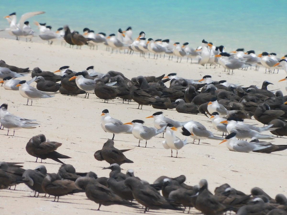 Lesser Crested Tern - ML643919676