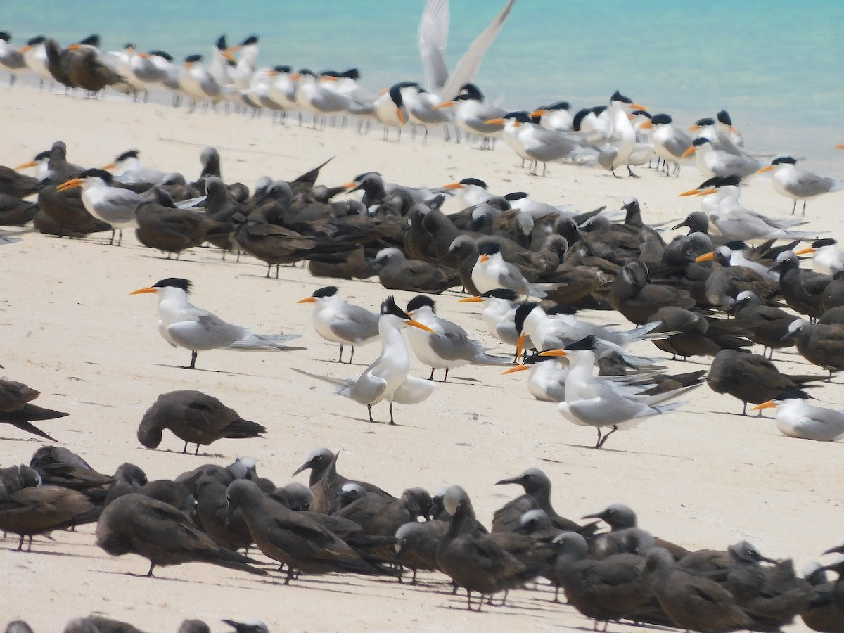 Lesser Crested Tern - ML643919677