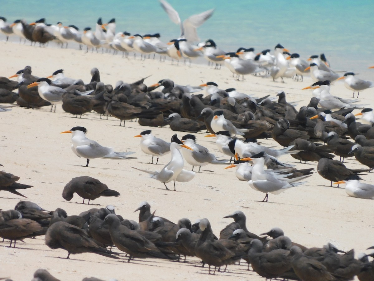 Lesser Crested Tern - ML643919682