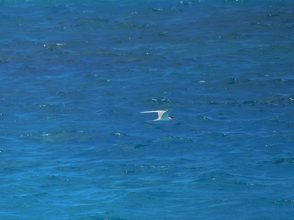 Lesser Crested Tern - ML643919683