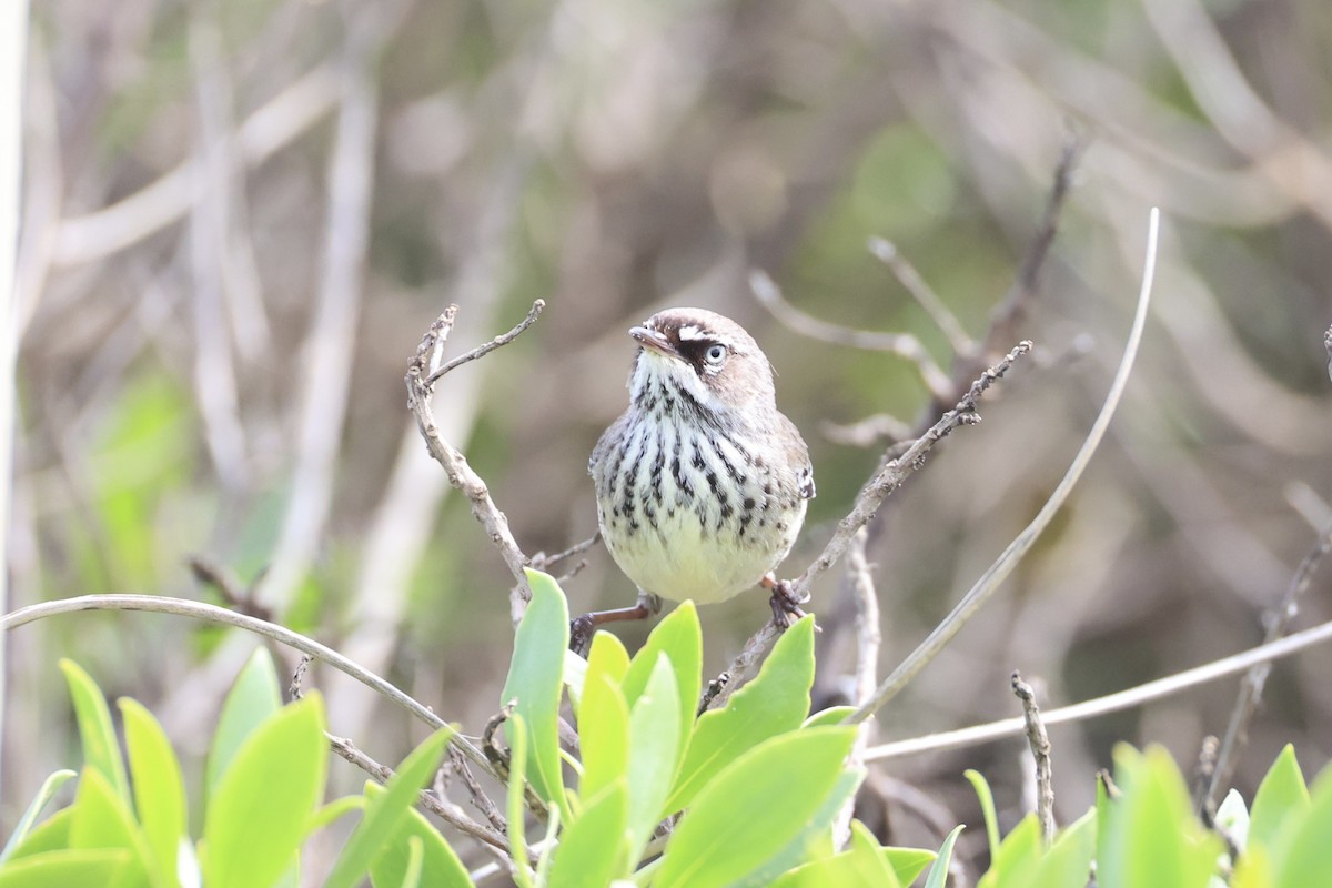 Spotted Scrubwren - ML643919684