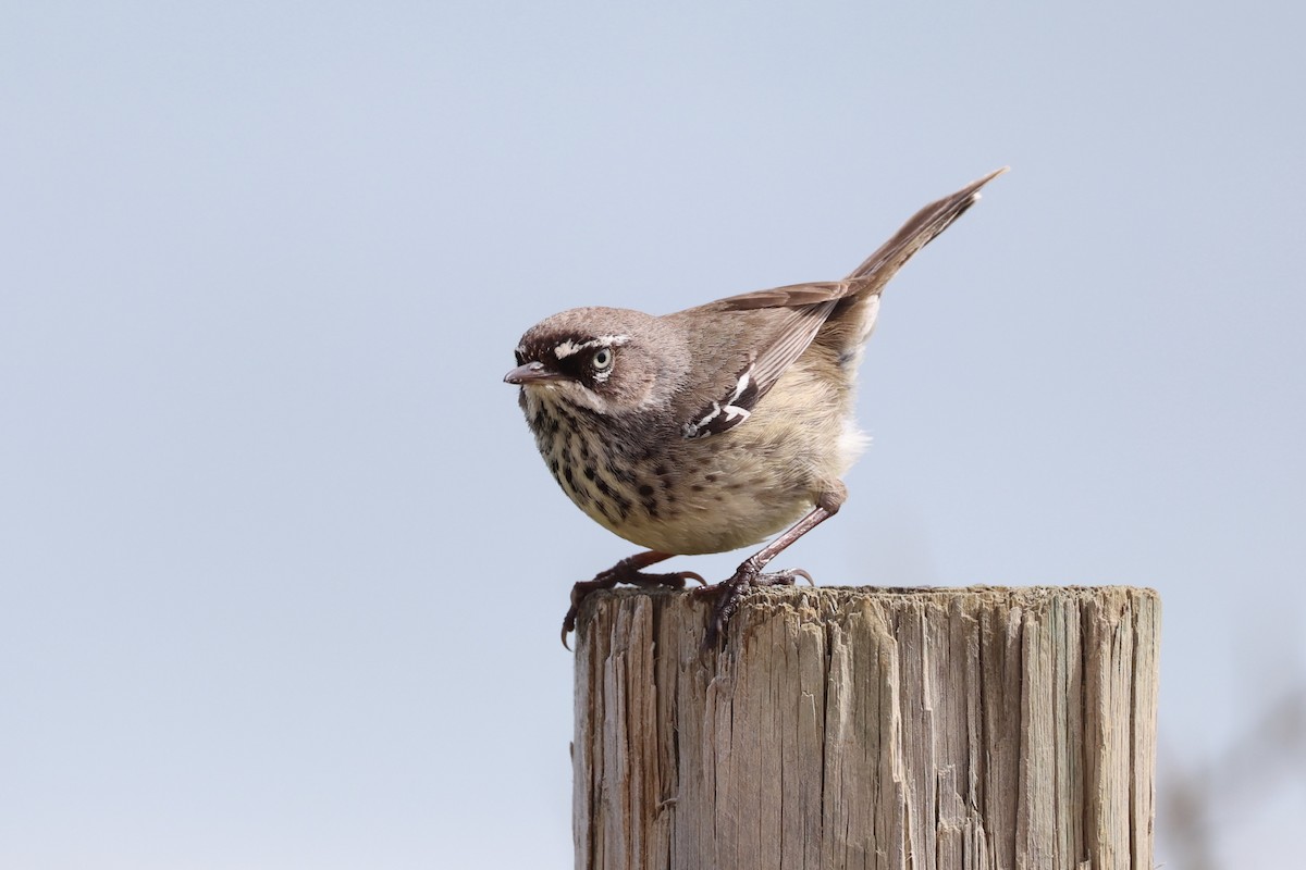 Spotted Scrubwren - ML643919687