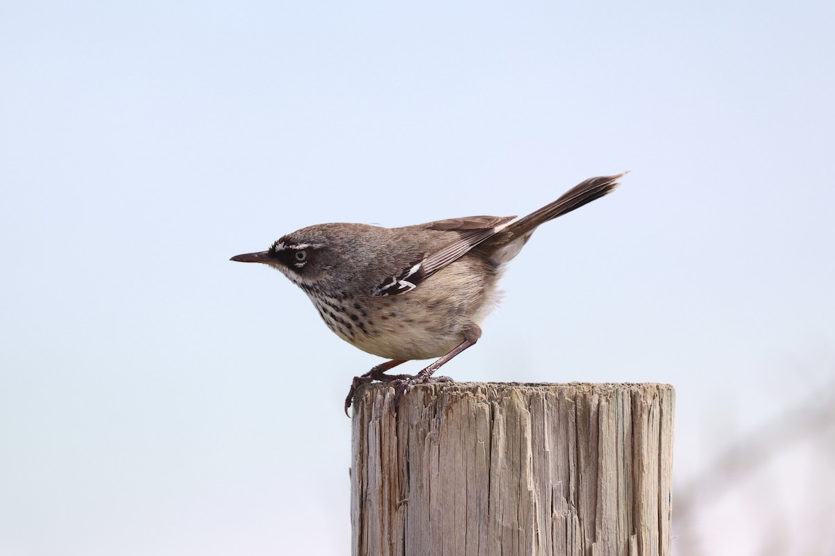 Spotted Scrubwren - ML643919688