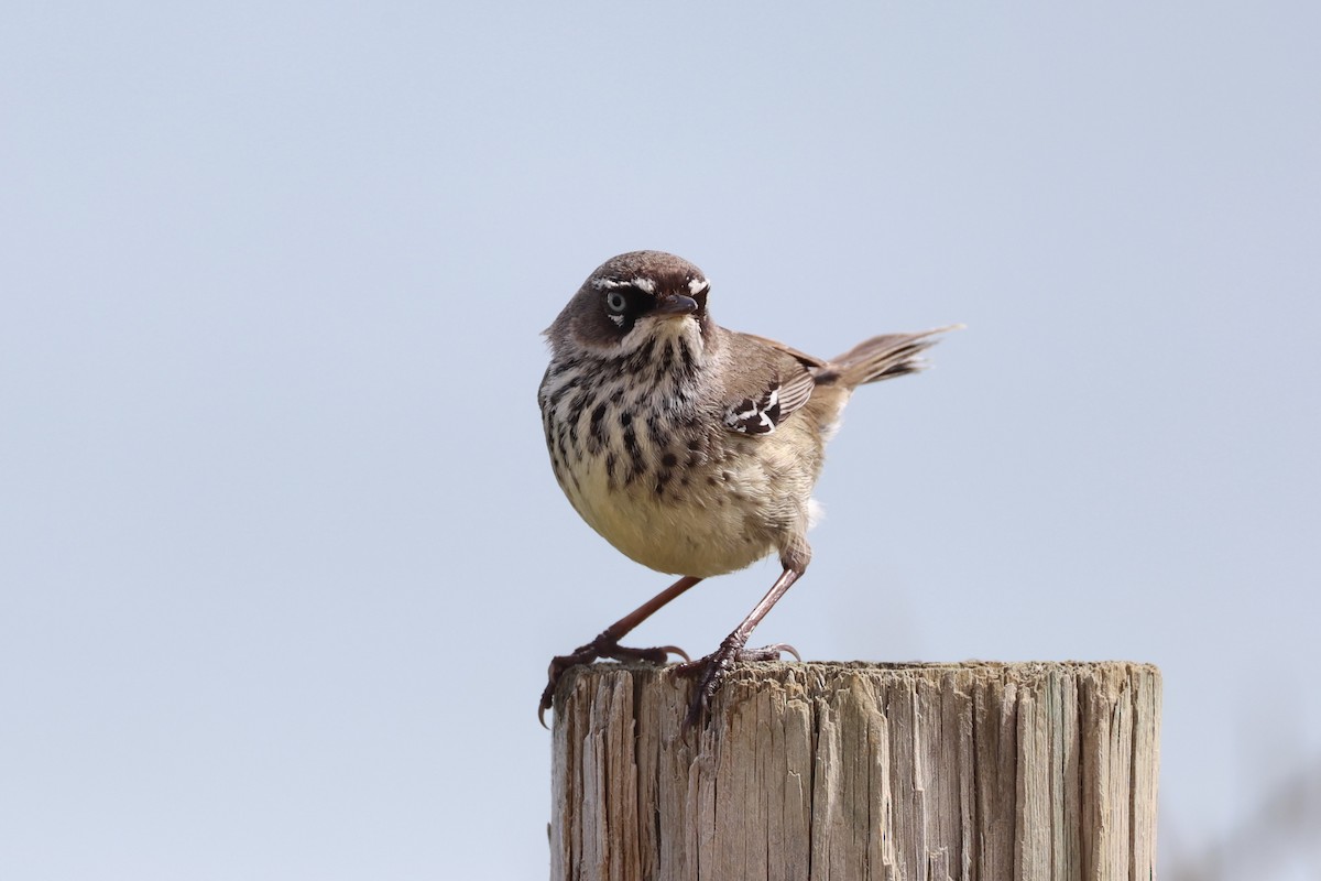 Spotted Scrubwren - ML643919689