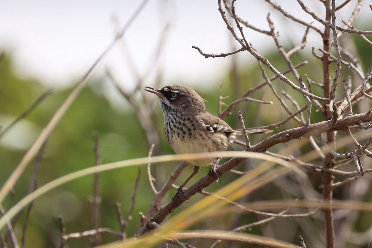 Spotted Scrubwren - ML643919691