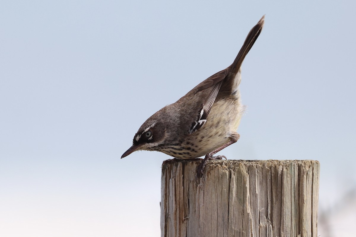 Spotted Scrubwren - ML643919692
