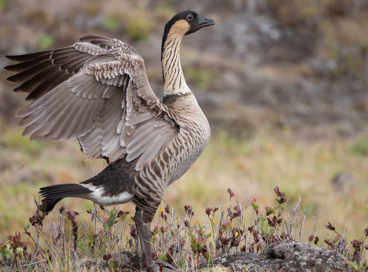 Гавайская казарка - ML643919698