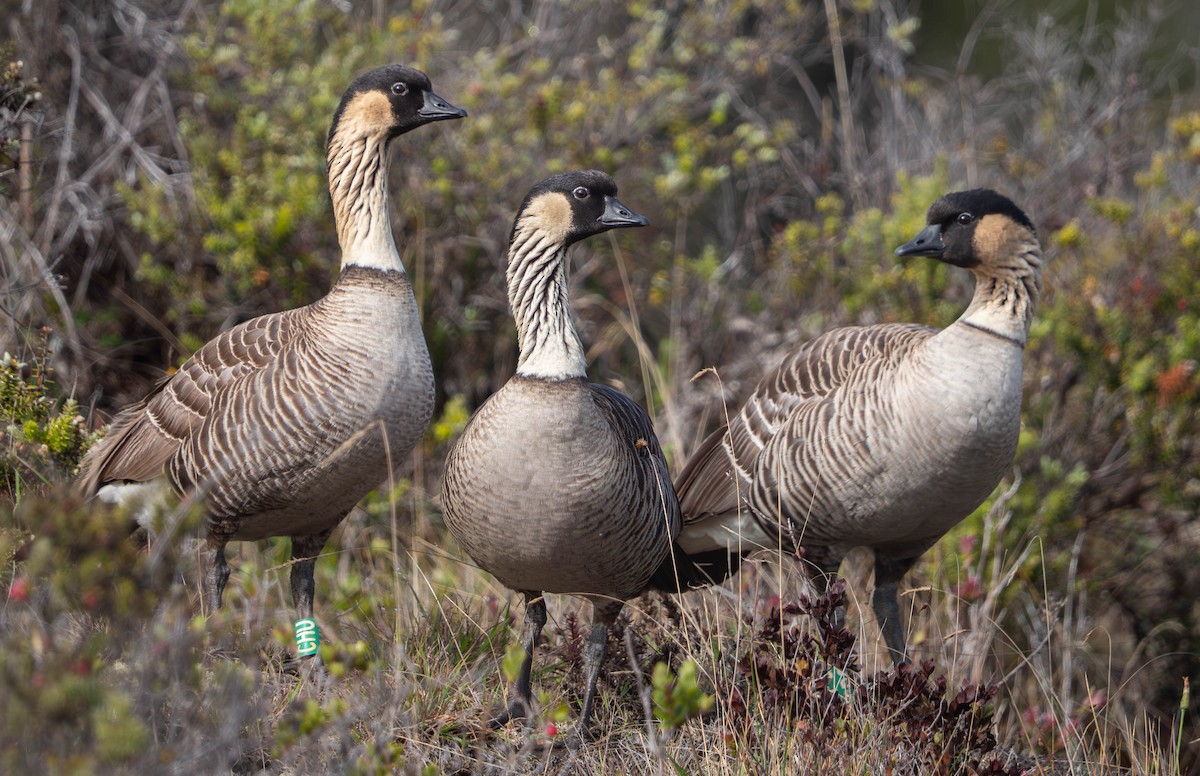 Гавайская казарка - ML643919701