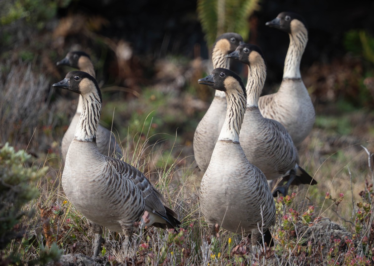 Гавайская казарка - ML643919703