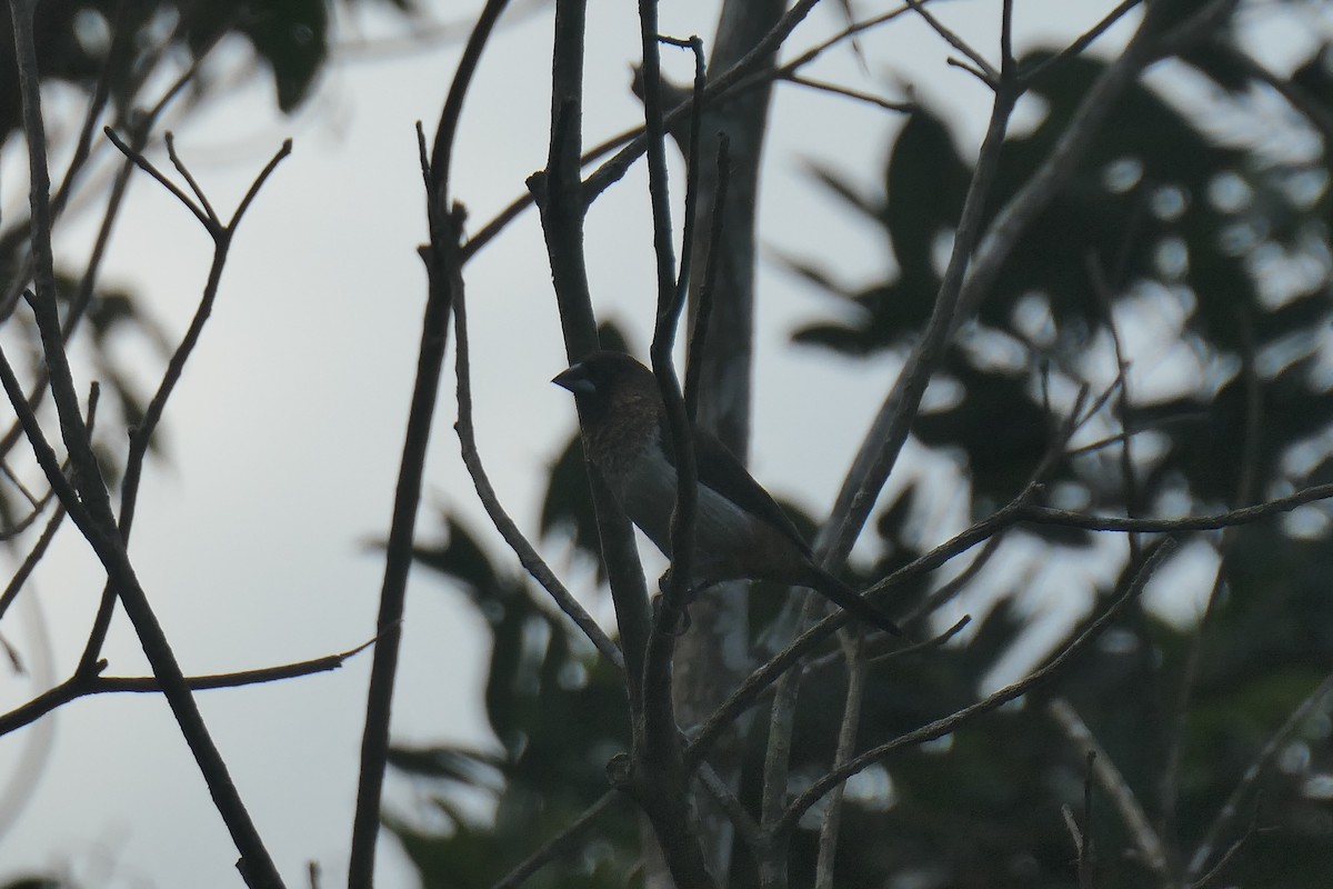 White-rumped Munia - ML643919728