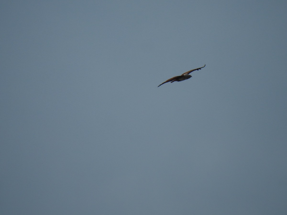 栗鳶 - ML643919770