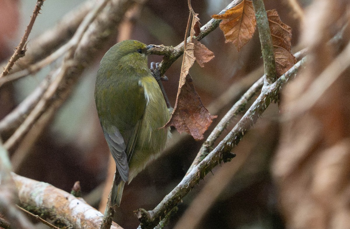 Amakihi familier (virens) - ML643919778