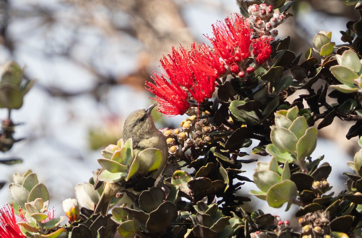 Amakihi familier (virens) - ML643919779