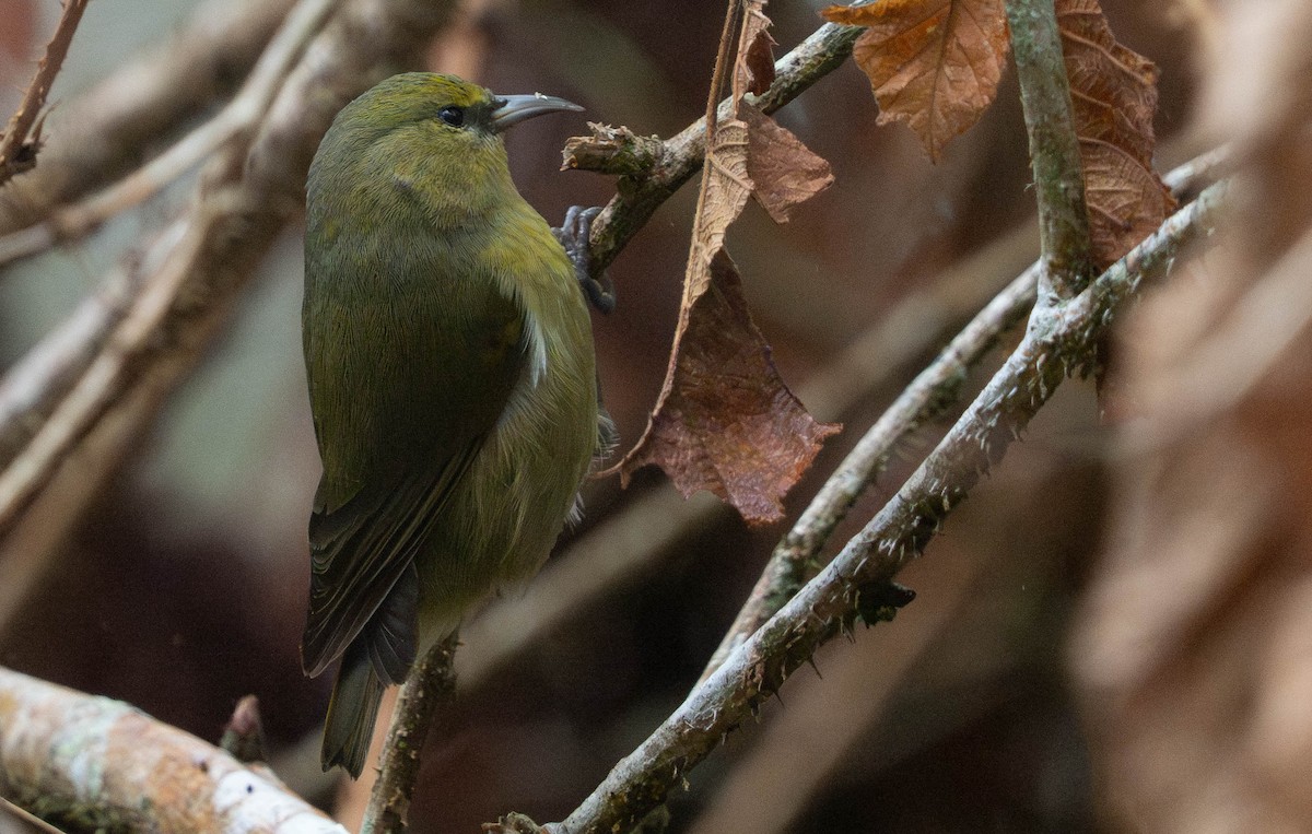 Amakihi familier (virens) - ML643919780