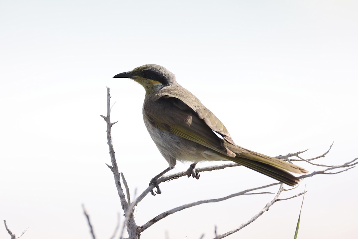 Singing Honeyeater - ML643919788