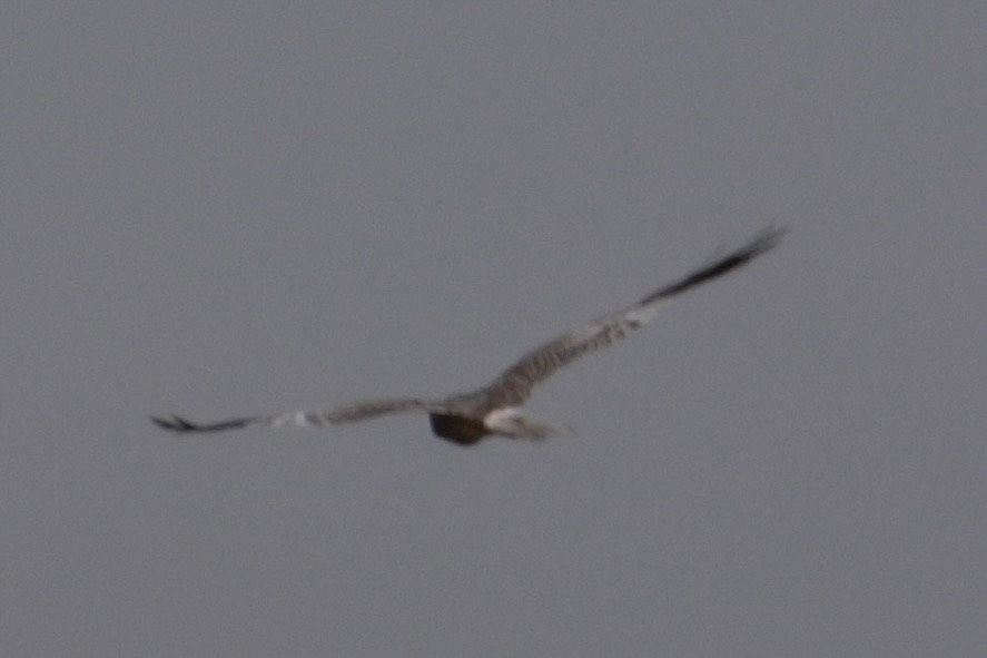 Pallid Harrier - ML643919793