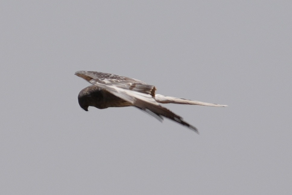 Pallid Harrier - ML643919794
